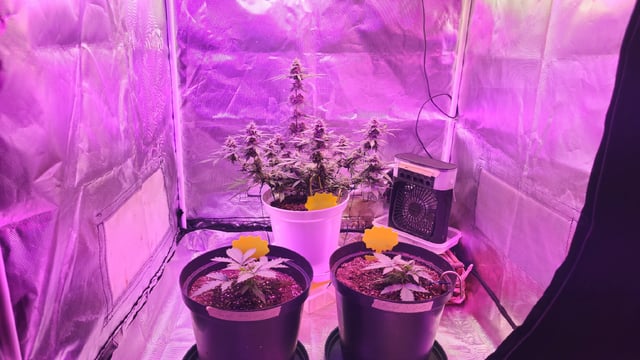 first grow adventure  — flower, day 69