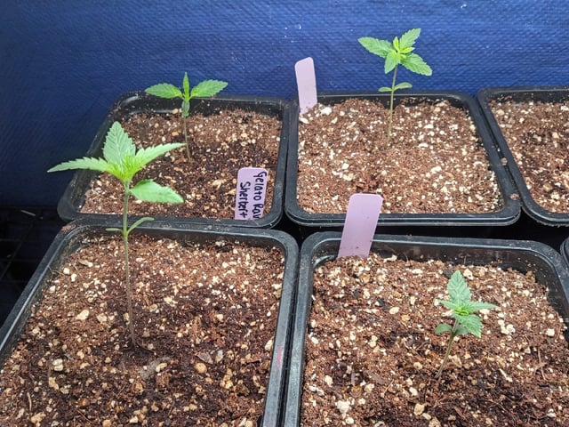 Gelato Rainbow Sherbert-Atlas Seeds