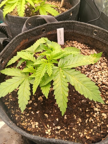 HP CC — vegetative, day 32