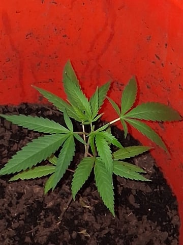 first grow  — vegetative, day 7