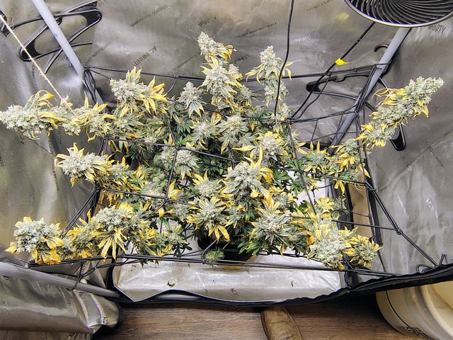 Athena Run  — flower, day 108