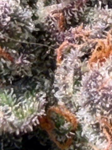 510 First Run! — flower, day 88