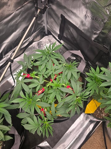 Dirty Bird - Thousand Island Fem & Platinum Kush Breath Remix x Grape Cakehead Fem Photo  — vegetative, day 40