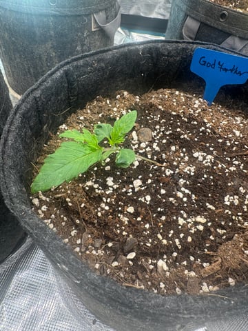  godfather OG — seedling_rooting, day 1