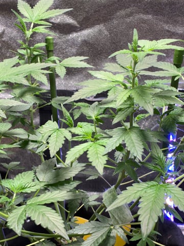 trainwreck auto — flower, day 38