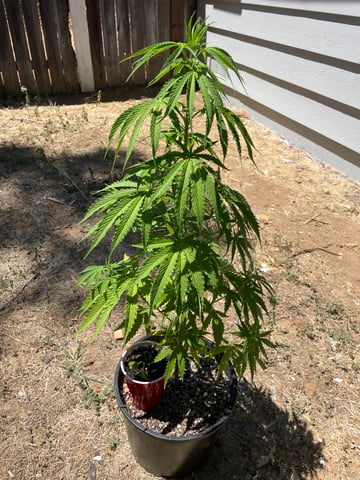  Apollo outdoor — grow_setup, day 1