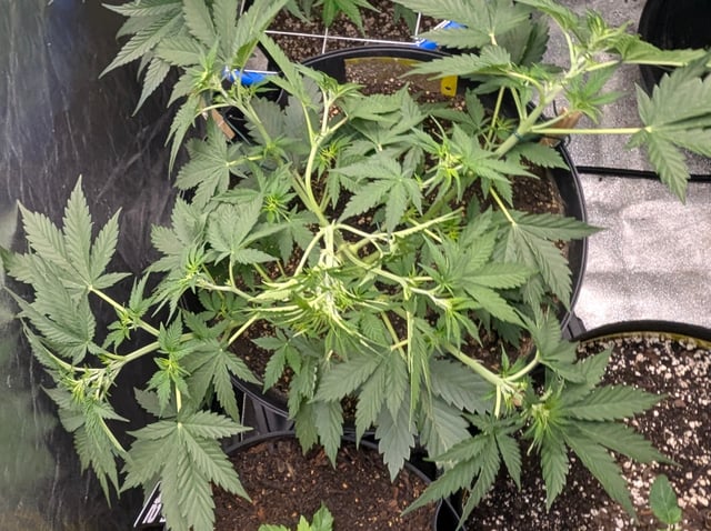 Mixed Grow — grow_setup, day 54