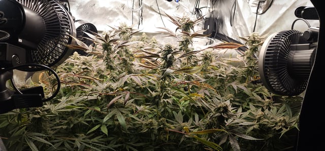 Found my Females... Game On! — harvest, day 185