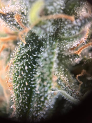 2025-26 harvest INDOOR — flower, day 131