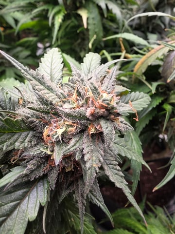 outdoor start/indoor 2025 — flower, day 199