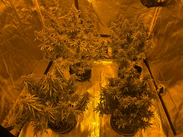 2nd Autoflower Indoor Grow — flower, day 104