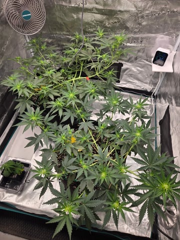 3rd Grow 3x3 tent — vegetative, day 37