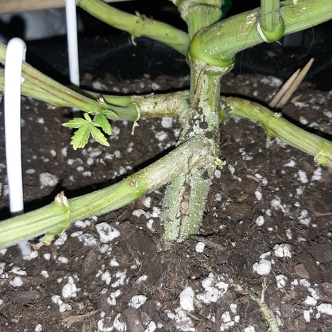 Next Attempt  — flower, day 70