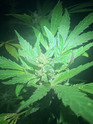 mixing it up — flower, day 106
