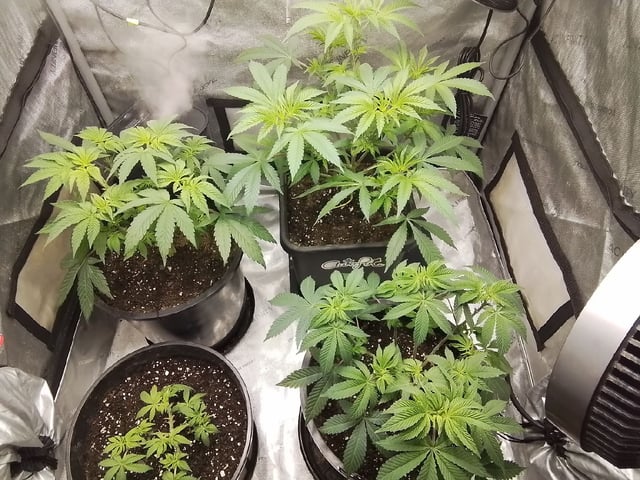 grow 1 — flower, day 57