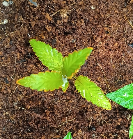 OG KUSH — vegetative, day 26