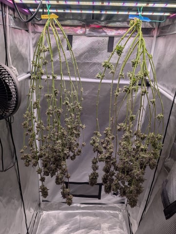 Exotic Genetix Donut Holes & Holiday Special 2025 — harvest, day 69