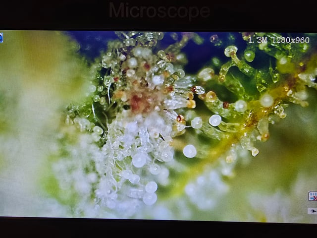 Homegrown - 🍒 🥧 & GSC Auto, 🚀 Seeds 🍌 Buttercups  — flower, day 62