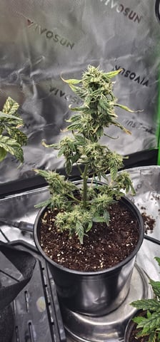 My First Grow