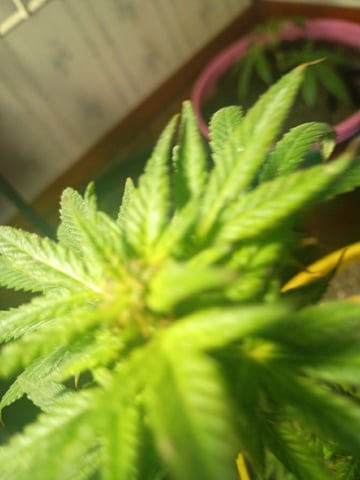 My First Grow — vegetative, day 79