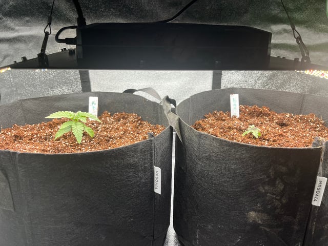 My First Four — vegetative, day 20
