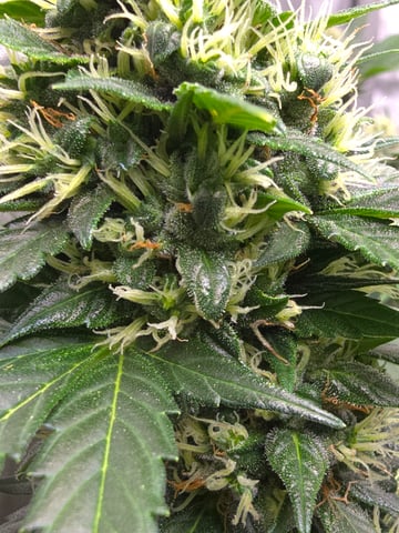 Purple Haze  — flower, day 87