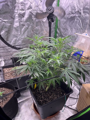 Blueberry auto — flower, day 55