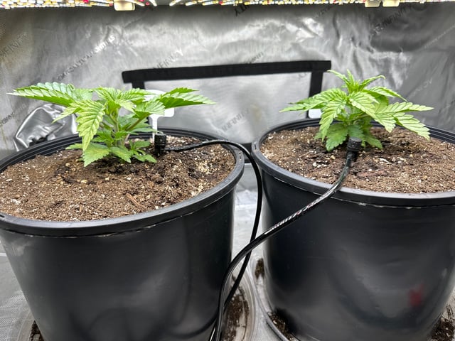 White Russian — vegetative, day 18