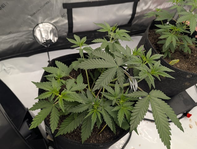 Grow #4 — vegetative, day 29