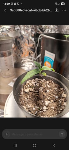 1st Grow - ROYAL MOBY (indoor)(photop.) — seedling_rooting, day 9
