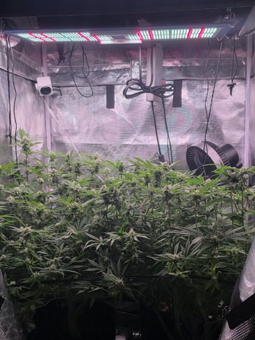 Blue Dream Feminized 