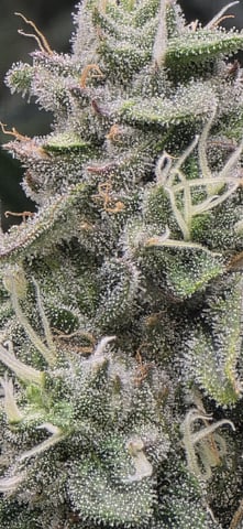 Maple Nectar  — flower, day 81