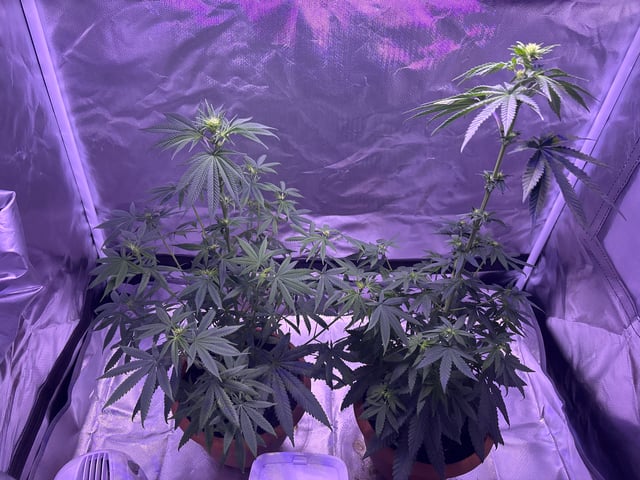 unknown strain 1st grow — flower, day 56
