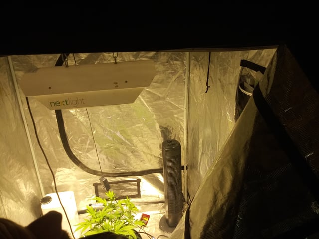 Gorilla Cookies Auto — vegetative, day 40