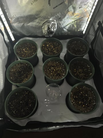 Homegrown - 🍒 🥧 & GSC Auto, 🚀 Seeds 🍌 Buttercups  — grow_setup, day 5
