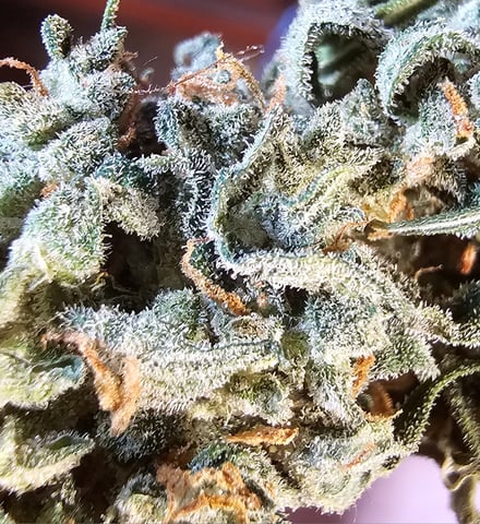 blue cheese  — harvest, day 29