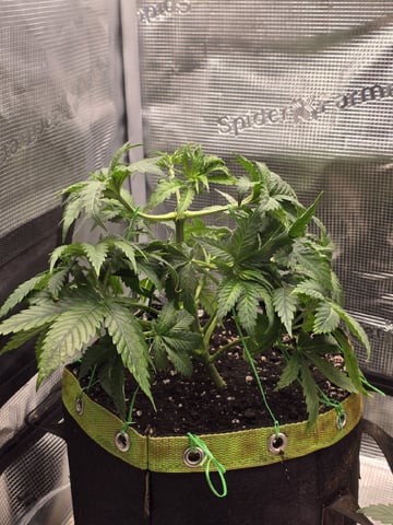 mc nuggets r1 — vegetative, day 32