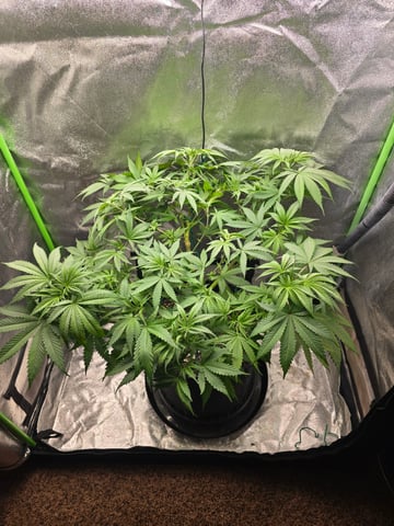 First grow — flower, day 52