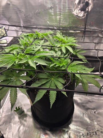 Northern lights #10 (Alaska) — flower, day 35