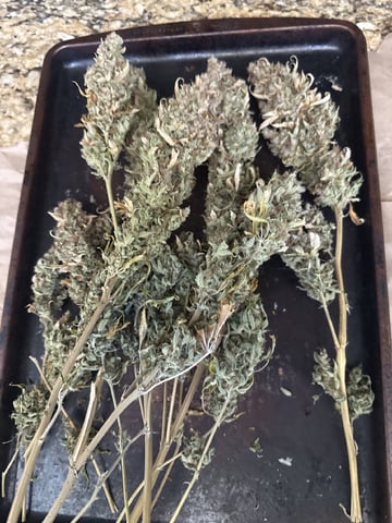 Green Crack — done, day 72