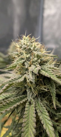 Perpetual Garden — flower, day 19