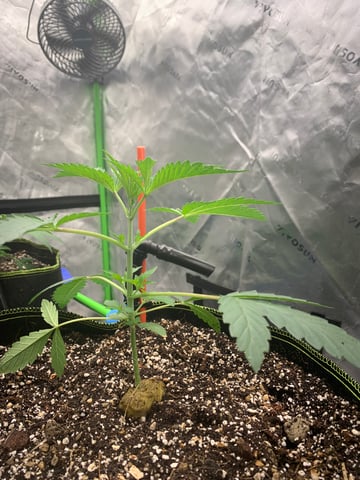 Six  — vegetative, day 29