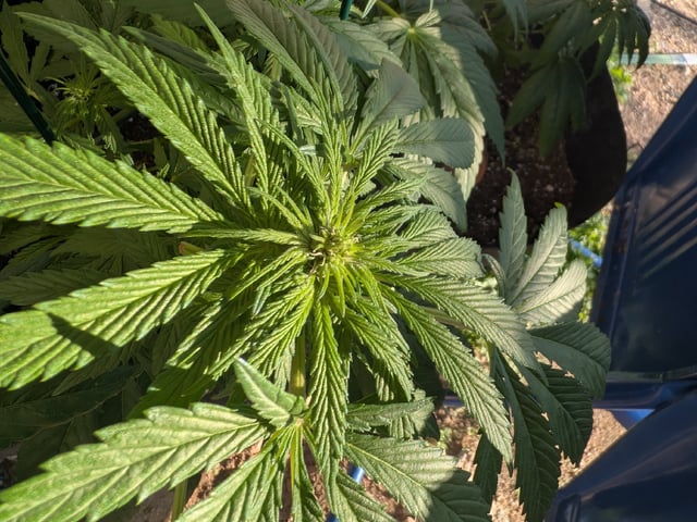 October Start — flower, day 88