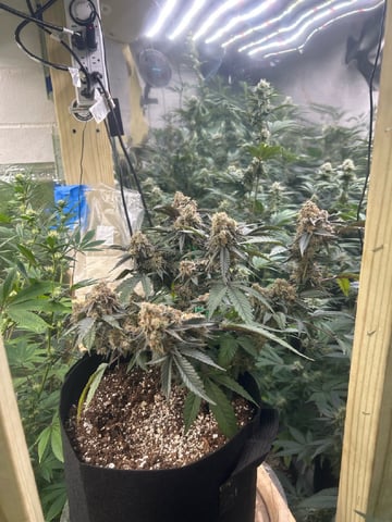 closet grower  — flower, day 1