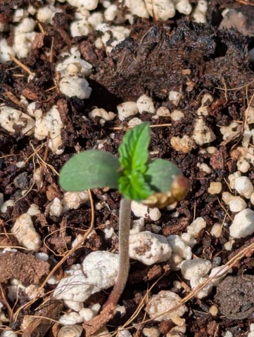 Pineapple Express Auto  — seedling_rooting, day 7