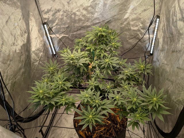 White Widow? — flower, day 32