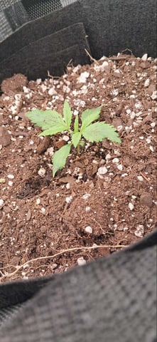 week 1 — seedling_rooting, day 14