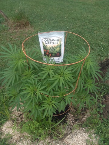 Motorbreath 15 — vegetative, day 52