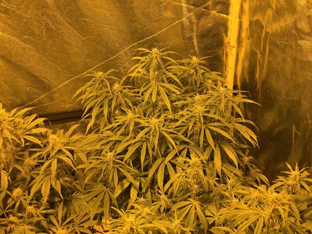 Autos AGAIN — flower, day 61