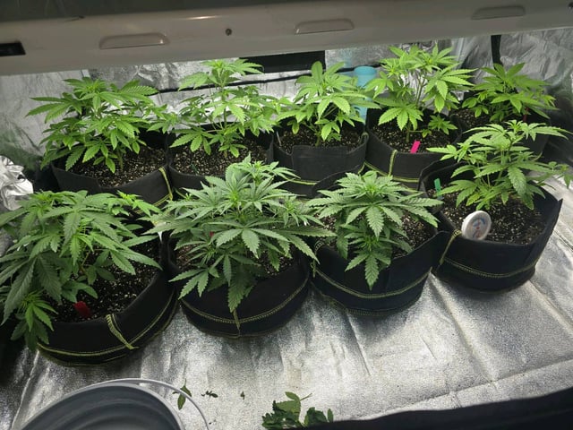 3rd Auto Grow — vegetative, day 47